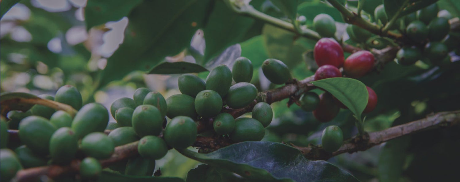 Coffee Catalog
